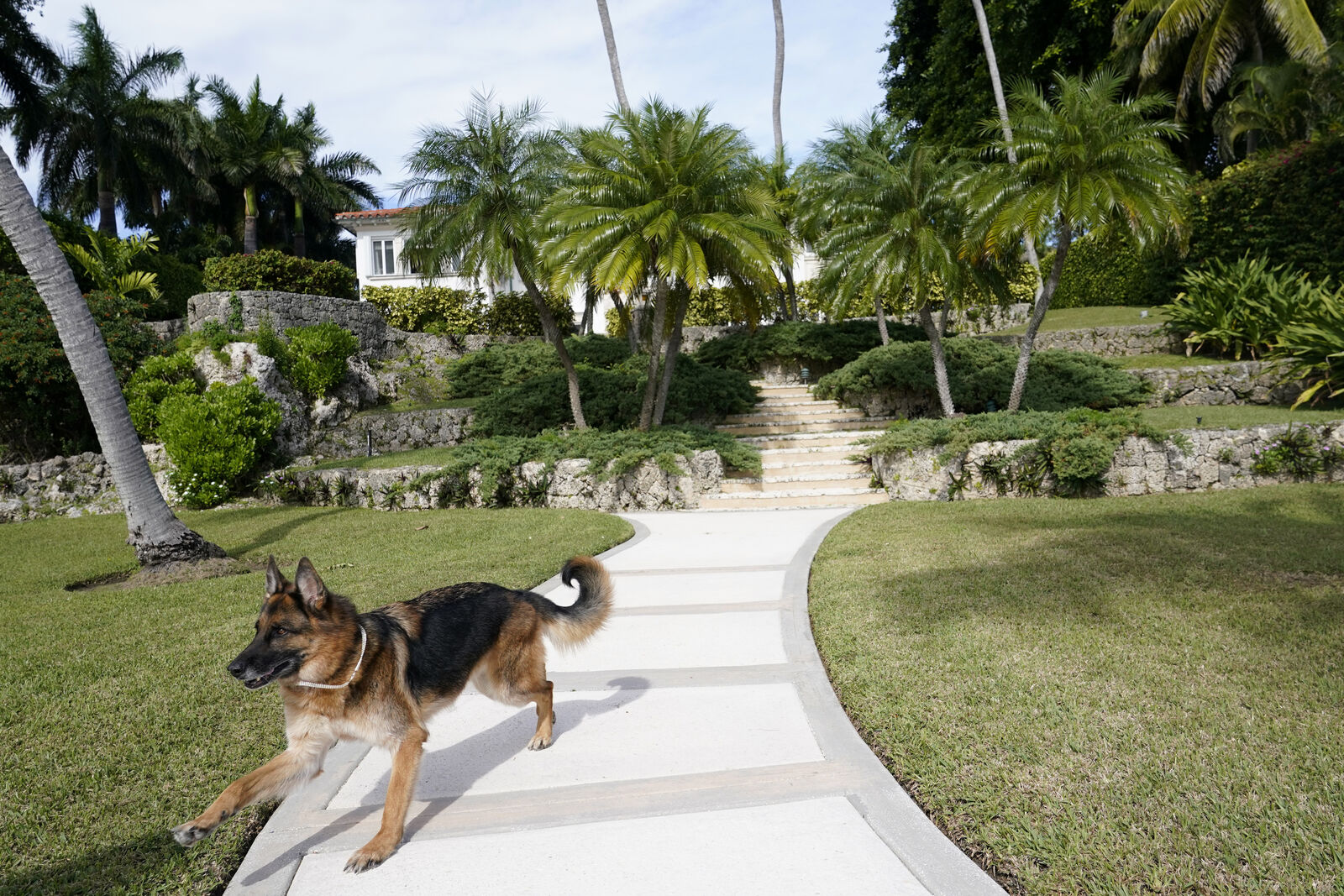German Shepherd Gunther VI runs on the grounds of a house formally owned by pop star Madonna, Monday, Nov. 15, 2021, in Miami. Gunther VI inherited his vast fortune, including the 9-bedroom waterfront home once owned by the Material Girl from his grandfather Gunther IV. The estate, purchased 20 years ago from the pop star, was listed for sale Wednesday. (AP Photo/Lynne Sladky)